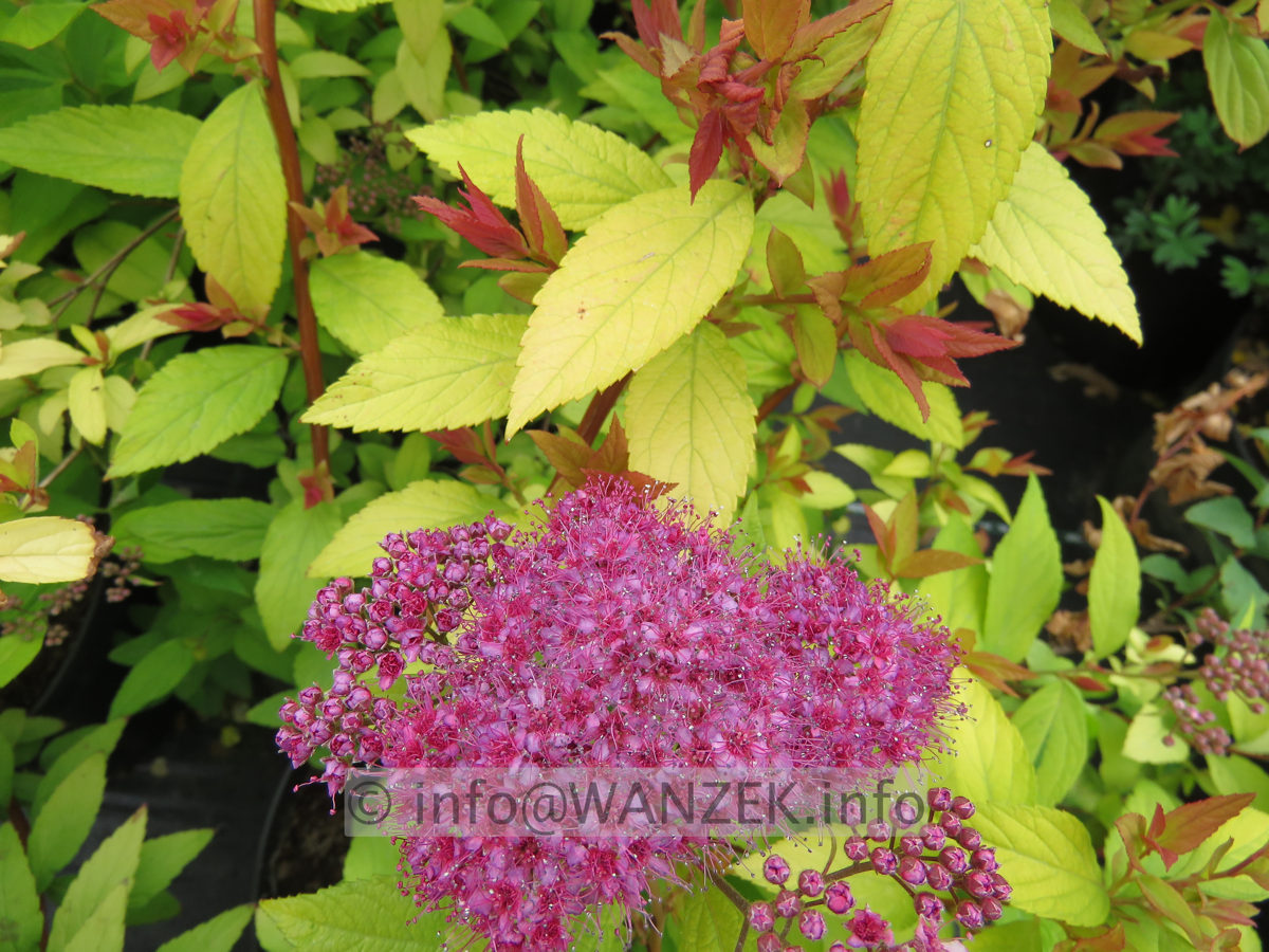 Spiraea japonica Goldflame 02.JPG